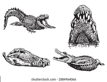 Graphical set of crocodiles isolated on white background, vector illustration