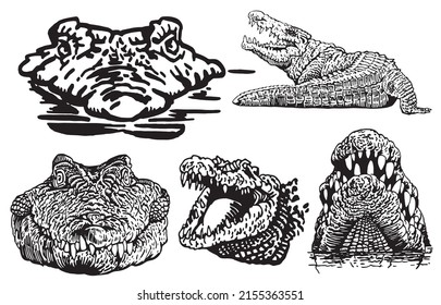 Graphical set of crocodiles isolated on white background, vector illustration