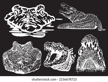 Graphical  set of crocodiles isolated on black background, vector illustration
