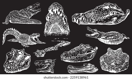 Graphical set of crocodiles isolated on black background, vector engraved illustration