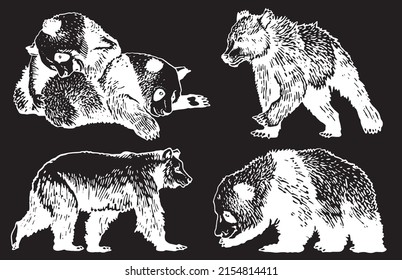 Graphical set of cute hand-drown bears on  black, grizzly bear and panda vector elements. Bears for printing, typography ,design,tattoo and logo