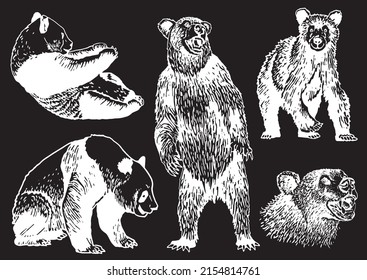 Graphical set of cute hand-drown bears on  black, grizzly bear and panda vector elements. Bears for printing, typography ,design,tattoo and logo