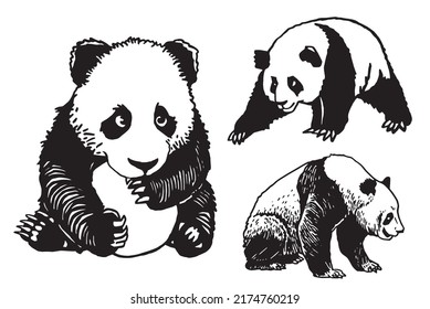 Graphical set of cute pandas isolated on white background, Asian animal