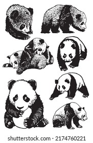 Grafischer Satz süßer Pandas einzeln auf weißem Hintergrund, asiatisches Tier