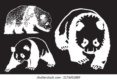 Graphical set of cute pandas isolated on black background, Asian animal, engraved illustration