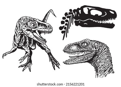 Graphical set of dilosaurs and skulls isolated on white background,vector illustration, museum elements for design,posters and covers.Paleontology,lizard