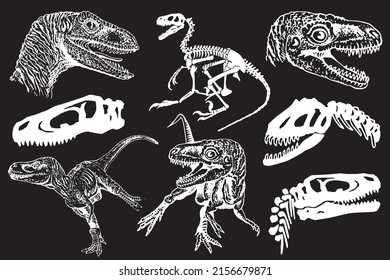 Graphical set of dilosaurs and skulls isolated on black background,vector illustration, museum elements for design,posters and covers.Paleontology,lizard