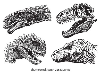 Graphical set of dinosaur portraits isolated on white. Vector heads and skull . Paleontological element