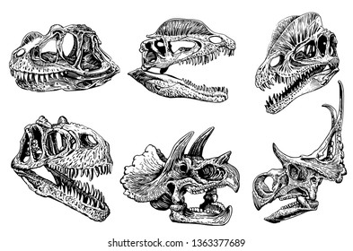 Graphical set of dinosaur skulls isolated on white background,vector illustration