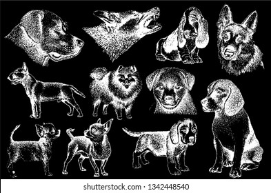 Graphical set of dogs isolated on black background,vector illustration