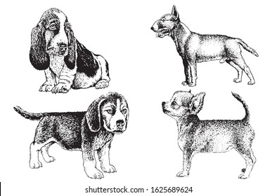 Graphical set of dogs isolated on white background,vector illustration	