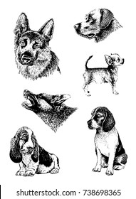 Graphical set of dogs isolated on white background,vector labrador retriever,dachshund and sheep dog