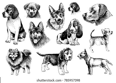 Graphical set of dogs isolated on white background,vector illustration