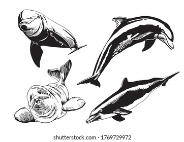 Graphical set of dolphins isolated on white background, vector illustration