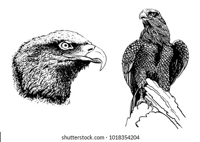 Graphical set of eagles isolated on white background, vector illustration for tattoo and coloring