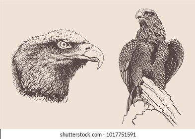 Graphical set of eagles ,vintage vector illustration
