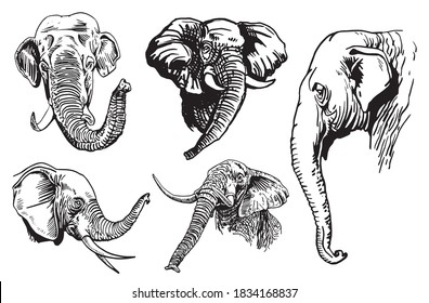 Conjunto gráfico de retratos de elefantes aislados en fondo blanco, ilustración vectorial