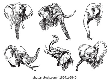 Graphical set of elephant portraits isolated on white background, vector illustration
