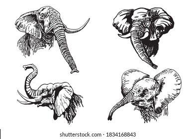 Graphical set of elephant portraits isolated on white background, vector illustration