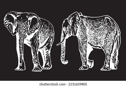 Graphical set of elephants , Asian and African animal. Vector elephant isolated on black