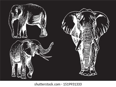 Graphical set of elephants isolated on black background,vector engraved illustration 