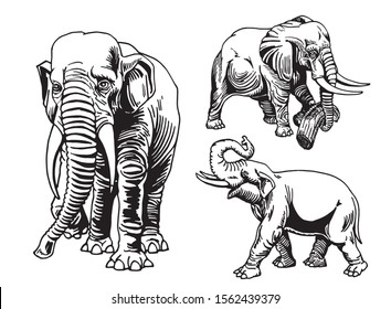 Graphical set of elephants isolated on white background,vector illustration,African animal