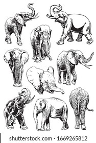 Graphical  set of elephants isolated on white background, vector illustration