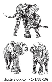 アフリカゾウ のイラスト素材 画像 ベクター画像 Shutterstock