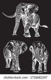 Graphical set of elephants isolated on black, vector engraved  illustration 