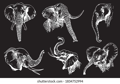 Graphical set of elephants isolated on black background, vector illustration 