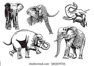 Graphical set of elephants isolated on white background,   vector illustration