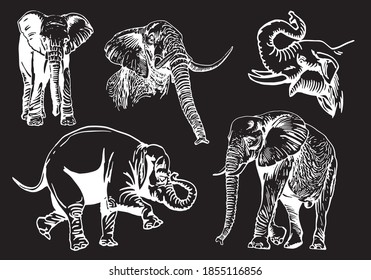 Graphical set of elephants isolated on black background,   vector illustration