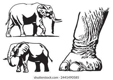 Graphical set of elephants walking on white background, vector illustration