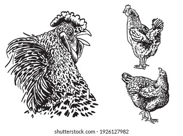 Graphical set of farm birds,hens and rooster isolated on white background,vector