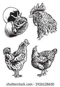 Graphical set of farm birds,hens and rooster isolated on white background,vector