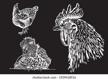 Graphical set of farm birds,hens and rooster isolated on black background,vector