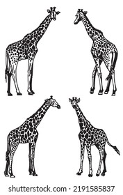 Graphical set of giraffes isolated on white background, African animal vector illustration