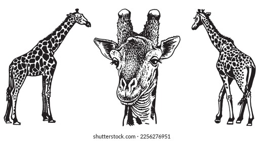 Graphical set of giraffes isolated on white background,vector illustration,African animal,element for design