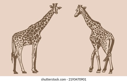 Graphical set of giraffes on sepia background, African animal vector illustration