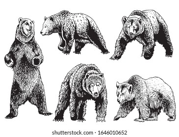 Graphical set of grizzly bears isolated on white,vector illustration