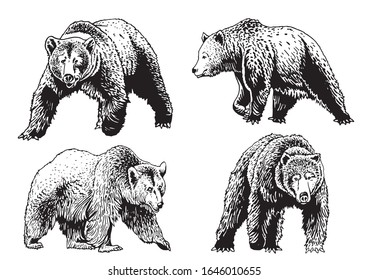 Graphical set of grizzly bears isolated on white,vector illustration