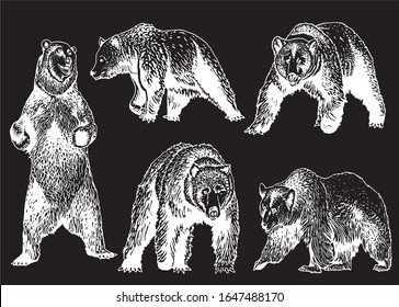 Conjunto gráfico de osos pardos aislados en ilustración negra,vectorial grabada