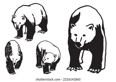 Conjunto gráfico de osos pardos aislados en fondo blanco, ilustración vectorial. Ilustración de lápiz