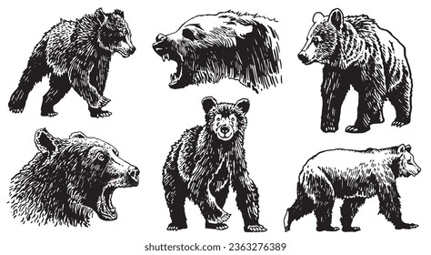 Graphical set of grizzly bears isolated on white background ,vector illustration. 