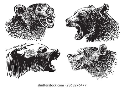 Graphical set of grizzly bears isolated on white background ,vector illustration. 
