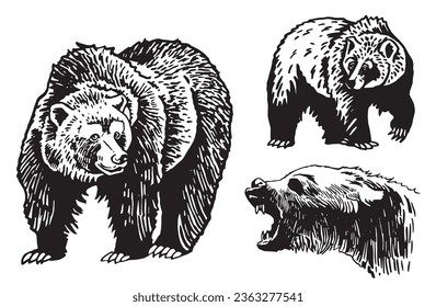 Graphical set of grizzly bears isolated on white background ,vector illustration. 