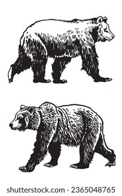 Graphical set of grizzly bears isolated on white background ,vector illustration. 