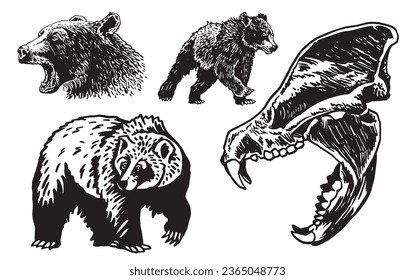 Graphical set of grizzly bears isolated on white background ,vector illustration. 