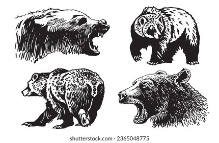 Graphical set of grizzly bears isolated on white background ,vector illustration. 