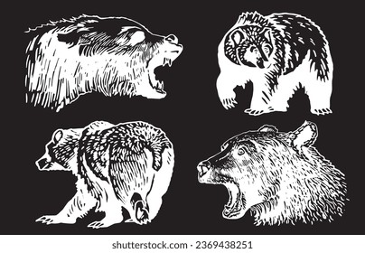 Graphical set of grizzly bears on black background ,vector engraved illustration. 